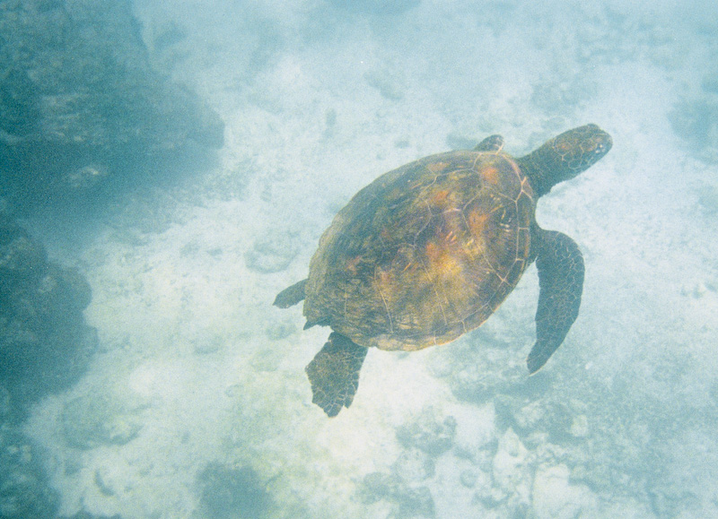 Pacific Green Sea Turtle